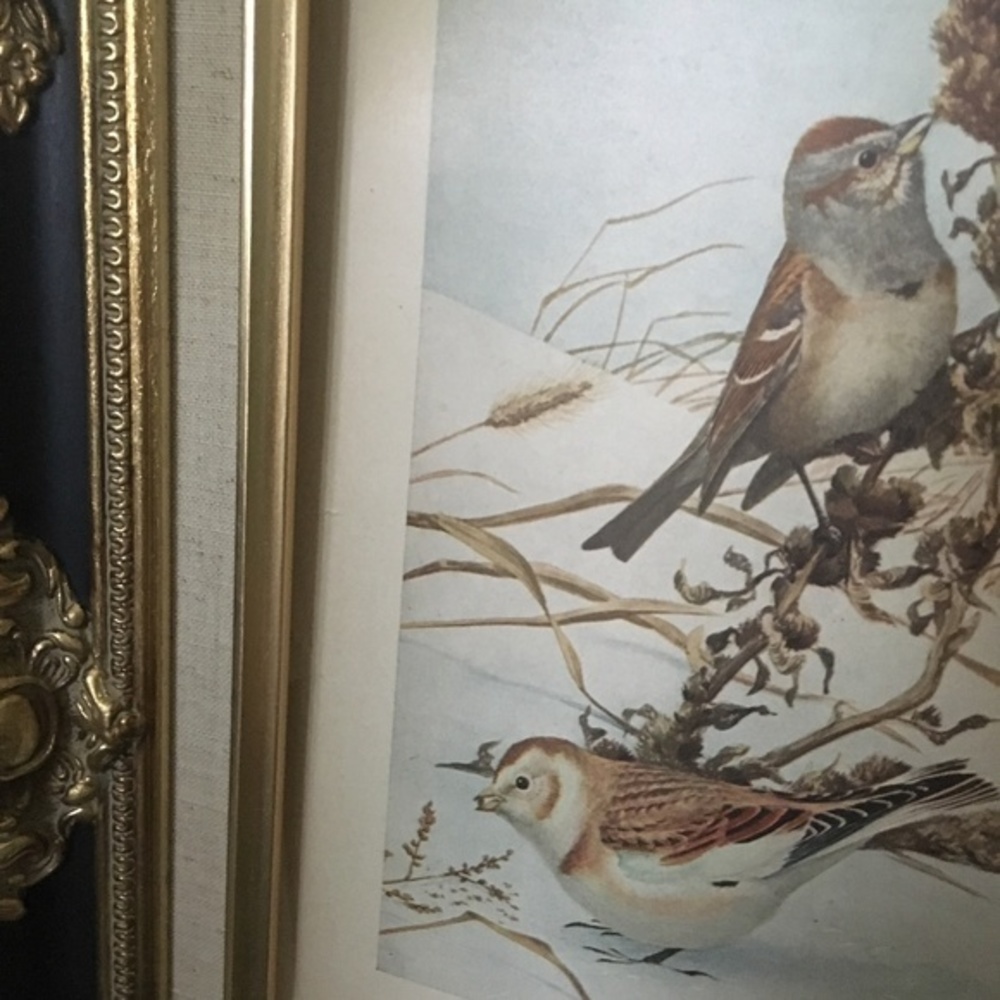Antique Ornithological Bird Print Original 1913 - Picture 11 of 14